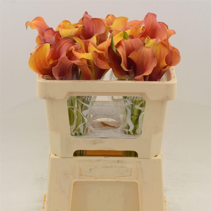 <h4>Calla Trinity | Dubbelbloemig</h4>