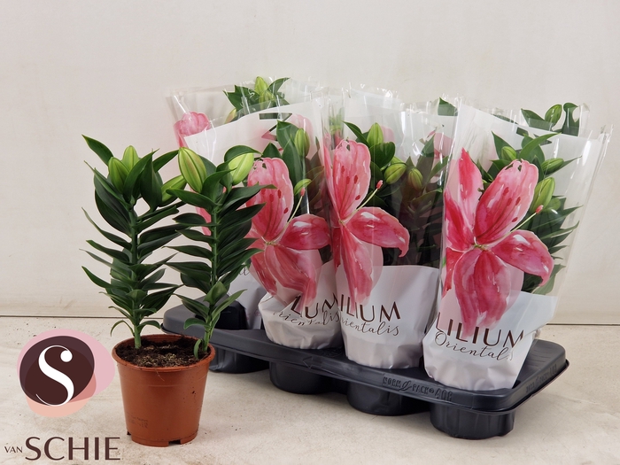 <h4>LIL OR SOUVENIR</h4>