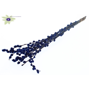 Pussy Willow 60cm Blue
