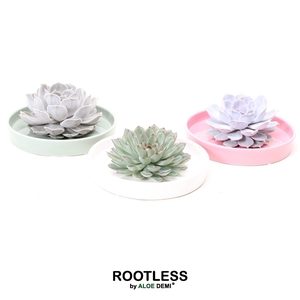 ROOTLESS Echeveria, Octopus bowl