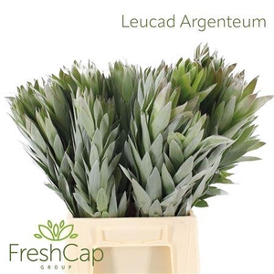 Leucad Argenteum