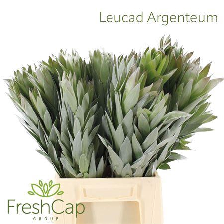 <h4>Leucad Argenteum</h4>