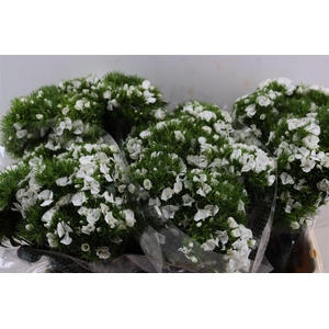 Di Barb Breanthus Hera Wite