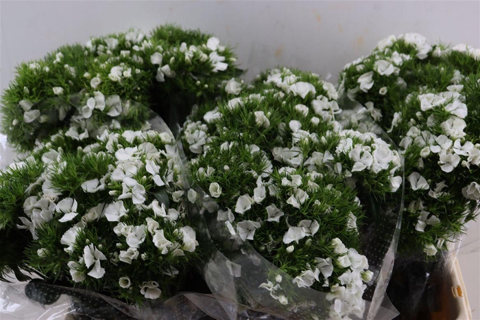 <h4>Di Barb Breanthus Hera Wite</h4>