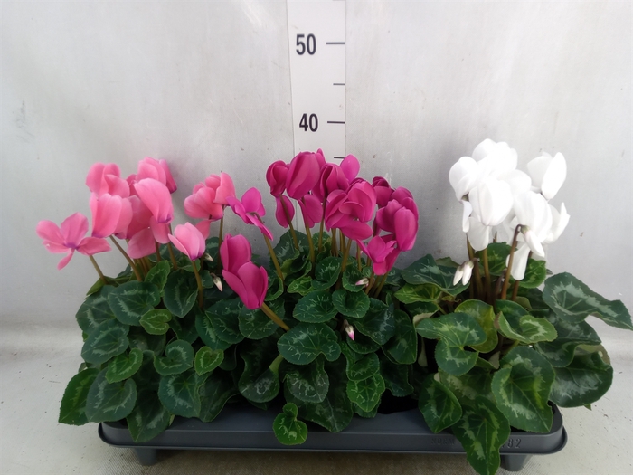 <h4>Cyclamen GR 'Leopardo'</h4>