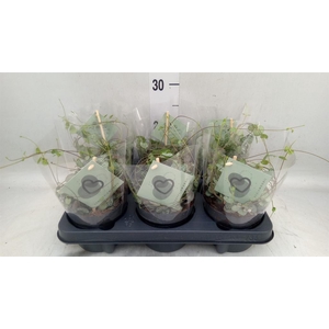 Ceropegia woodii ssp. woodii