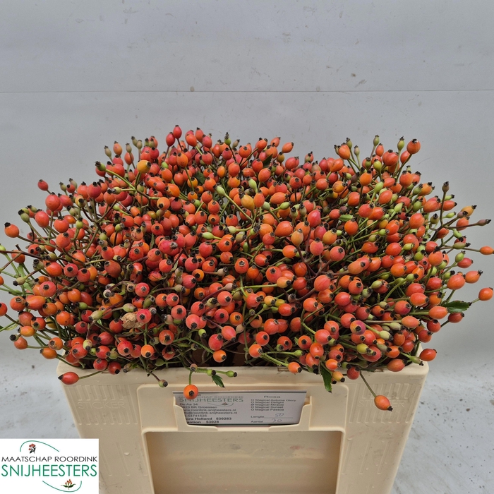 <h4>ROSA MAG MIRACLE</h4>