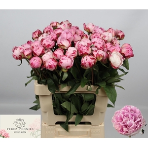 PAEO L SARA BERNHARD