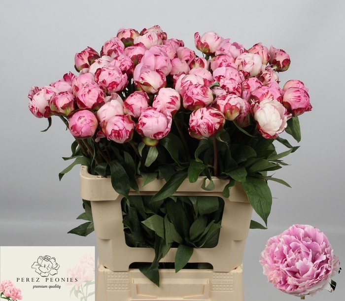 <h4>PAEO L SARA BERNHARD</h4>