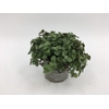 CALLISIA REPENS p10,5