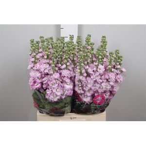 Matth Mathilda Pink