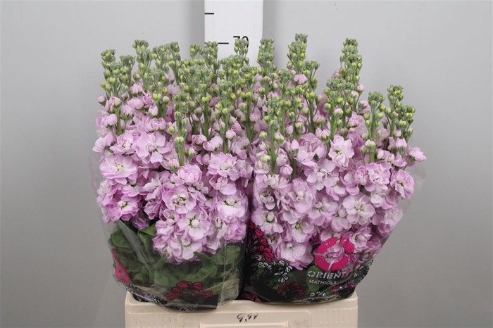 <h4>Matth Mathilda Pink</h4>