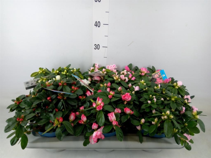 <h4>Rhododendron sim. 'Hellmut V' .mix6</h4>