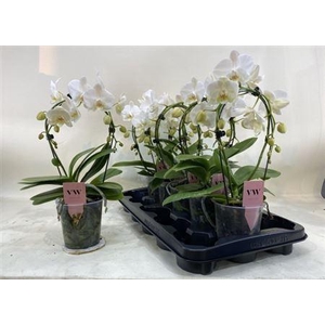 Phal Ov Wit Bow 2 Branches 16+