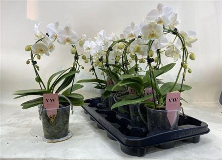 <h4>Phal Ov Wit Bow 2 Branches 16+</h4>