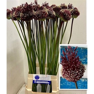 Allium Red Mohican