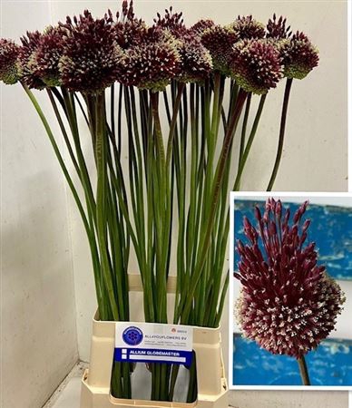 Allium Red Mohican