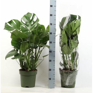Monstera deliciosa 27Ø 85cm 9pp