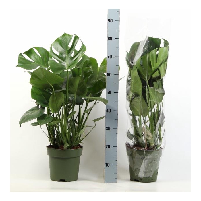 <h4>Monstera deliciosa 27Ø 85cm 9pp</h4>