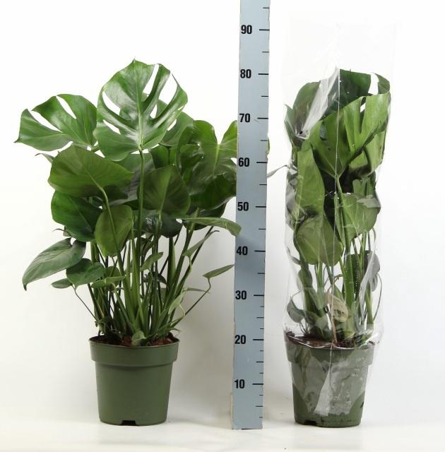 Monstera deliciosa 27Ø 85cm 9pp