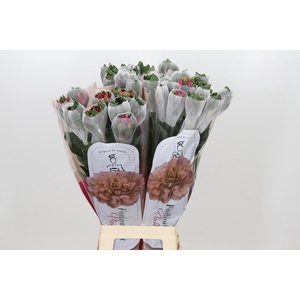 Alstroemeria Fashionista Pink