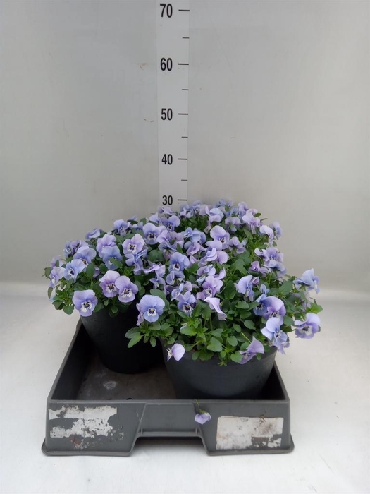 <h4>Viola corn. 'Evo Mini Marina'</h4>