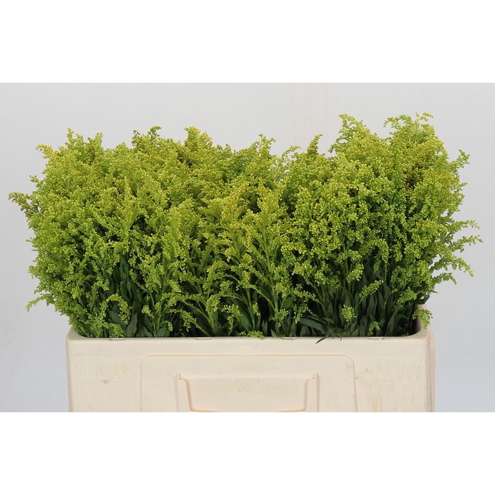 <h4>Solidago Tara Gold Buiten</h4>