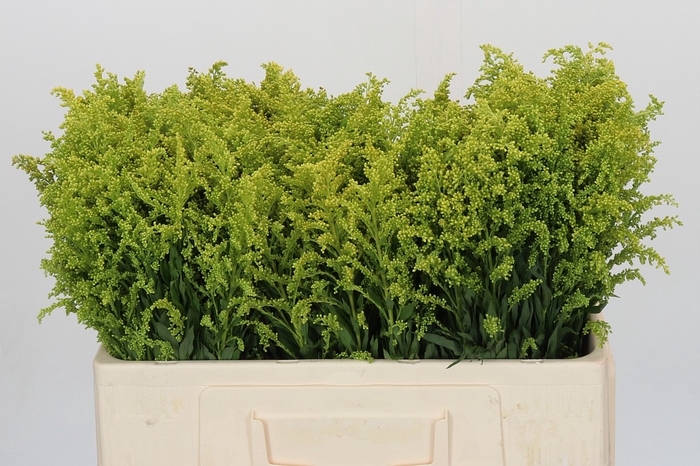 Solidago Tara Gold Buiten