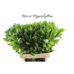 ŽAL HARD RUSCUS