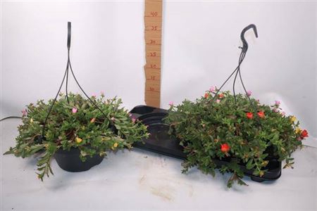 Port Gem In Pot Hangpot