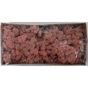 Moss iceland paint pink