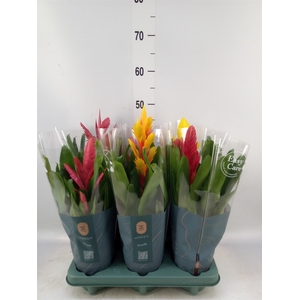 Vriesea   ...mix