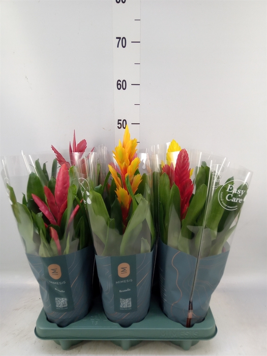 <h4>Vriesea   ...mix</h4>