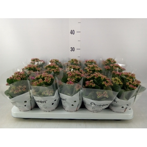Kalanchoe  'MoreFlow Augusta'
