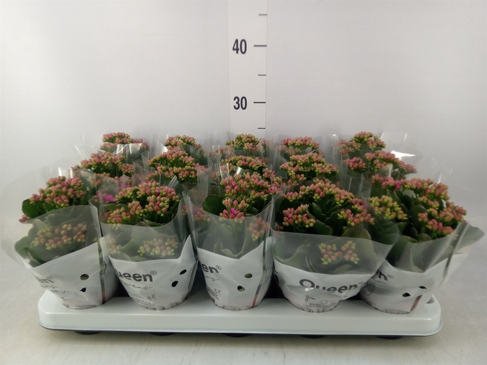 <h4>Kalanchoe  'MoreFlow Augusta'</h4>