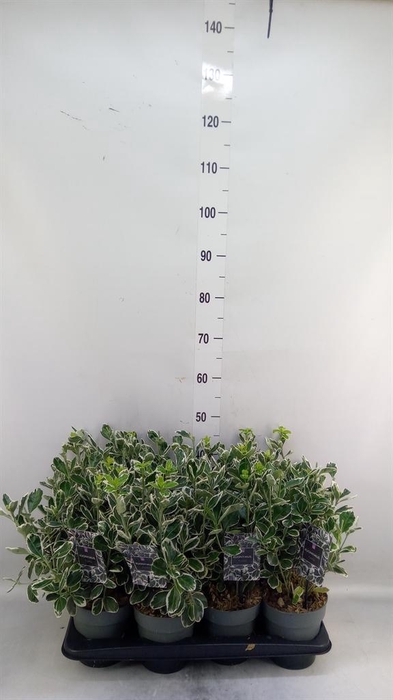 <h4>Euonymus japon. 'Kathy'</h4>
