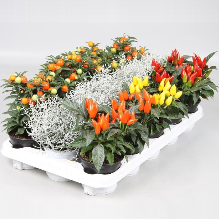 <h4>Overig planten</h4>