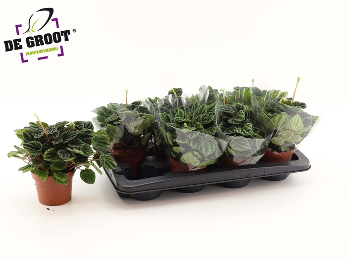 <h4>PEP CA LILIAN</h4>