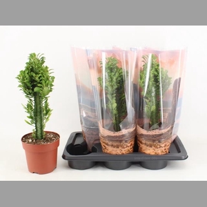 EUPHOR TRIGONA