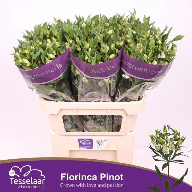 <h4>Alstr florinca Pinot</h4>
