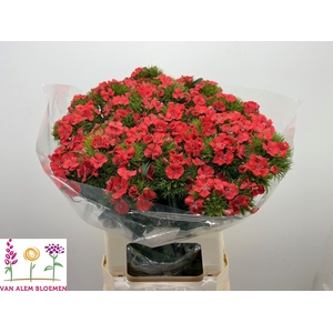 DI BARB S WILL CORAL