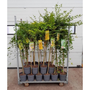 Acer Palmatum