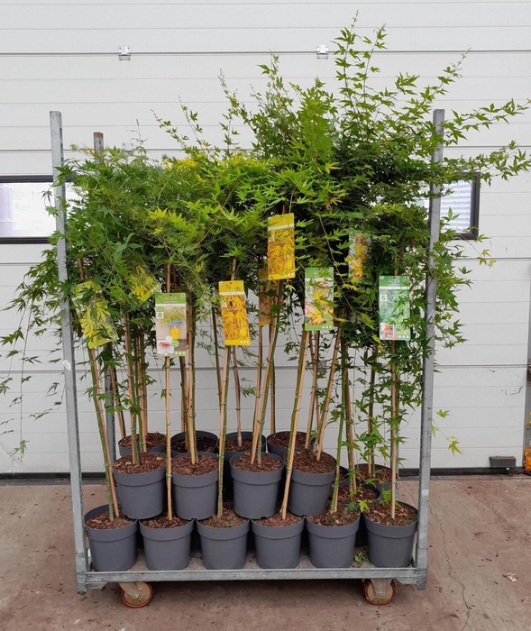 <h4>Acer Palmatum</h4>