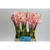 Zantedeschia Eydolls Salmon
