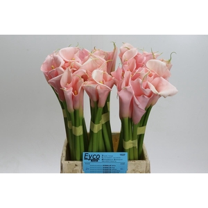 Zantedeschia Eydolls Salmon