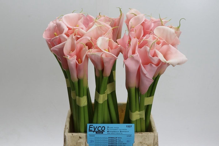 <h4>Zantedeschia Eydolls Salmon</h4>