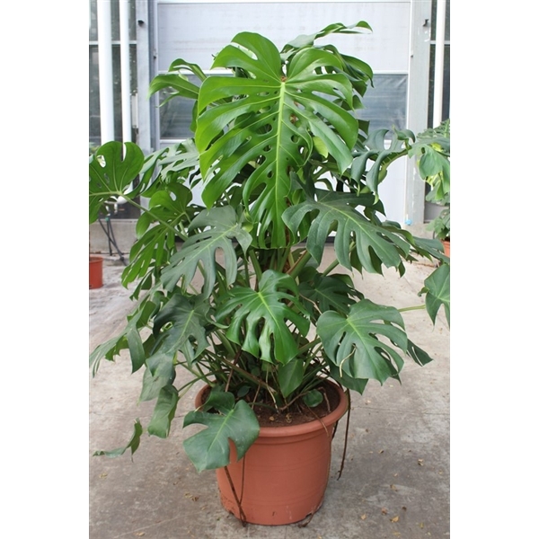 <h4>Monstera deliciosa</h4>