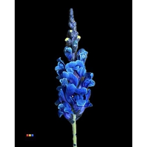 Antirrhinum Blue