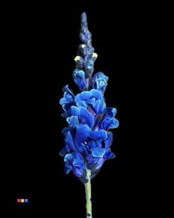 <h4>Antirrhinum Blue</h4>