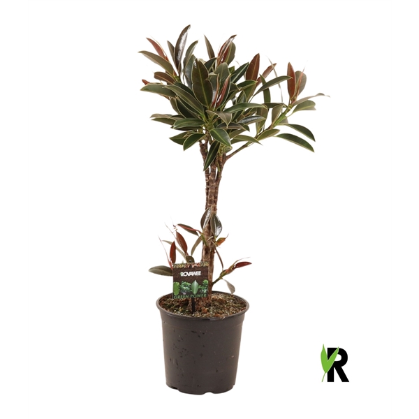 <h4>Ficus elast. Nairobi tripple standard</h4>